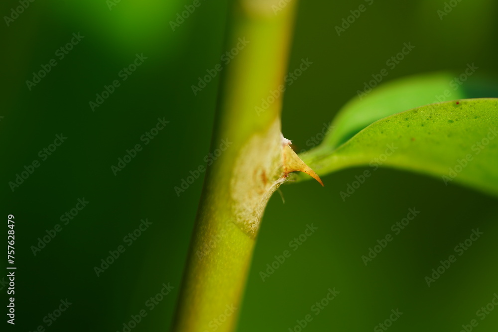 Pereskia aculeata vine cactus, known as Ora-pro-nobis. Here the characteristic spine on the leaf stem. The tasty leaves contain iron and have a high protein content. Amazonas, Brazil. Pereskia aculeata vine cactus, known as Ora-pro-nobis. Here the characteristic spine on the leaf stem. The tasty leaves contain iron and have a high protein content. Amazonas, Brazil.