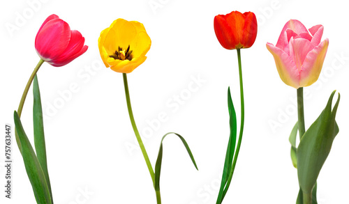 Collection colorful different flowers tulips isolated on a white background. Spring time  beautiful floral delicate composition. Creative concept. Flat lay  top view