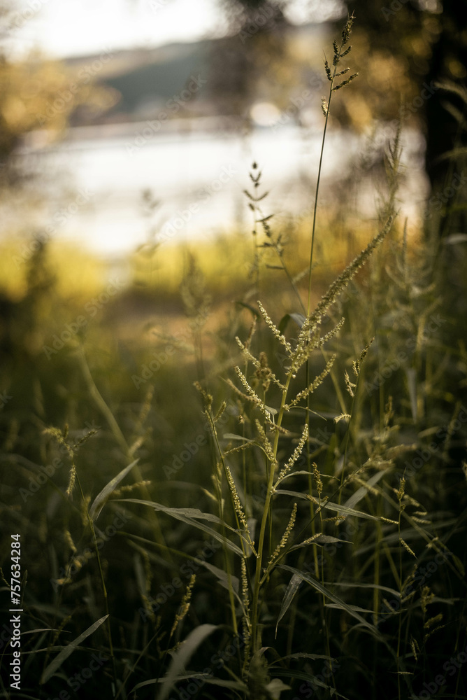 morning dew on the field morning dew on the field