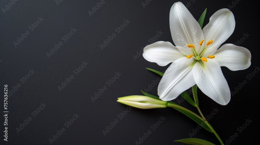 Elegant funeral lily on dark background with generous space for strategic text placement Elegant funeral lily on dark background with generous space for strategic text placement