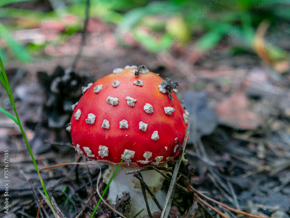 Beautiful red mushroom growing in the grass color Beautiful red mushroom growing in the grass color