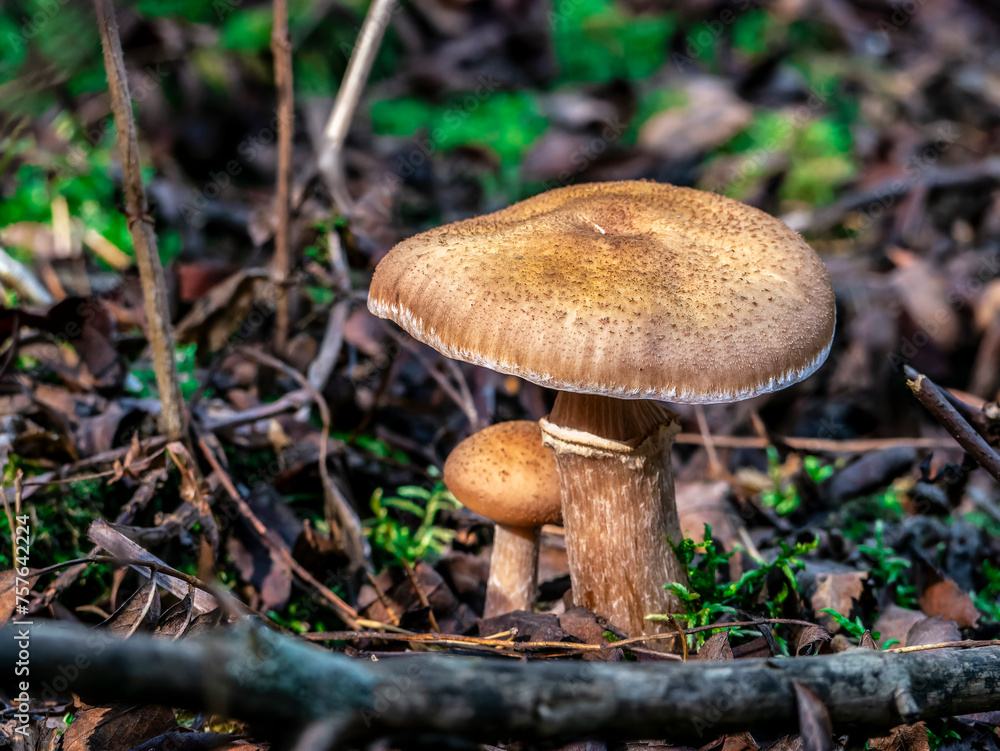 Beautiful mushroom growing in the grass color Beautiful mushroom growing in the grass color