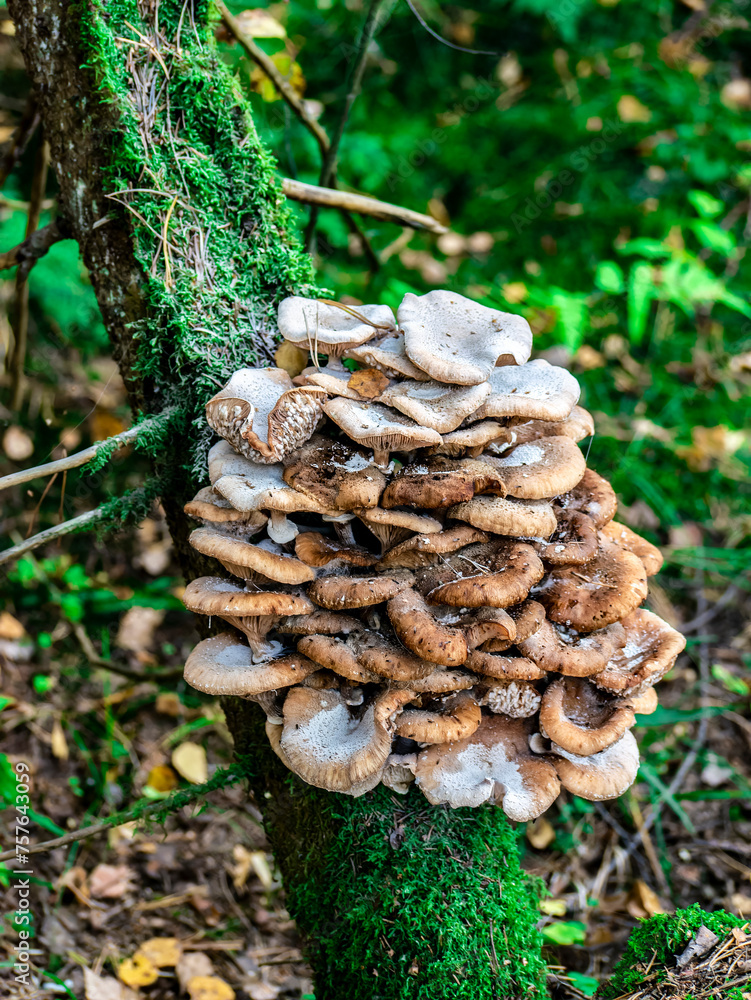 Beautiful honey mushroom hog growing in the grass color Beautiful honey mushroom hog growing in the grass color