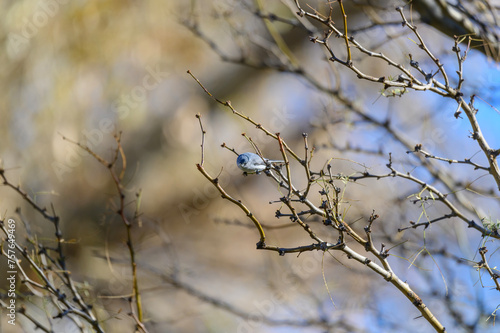 Bluegray Gnatcatcher at Big Bend National Park in Southwest Texas.