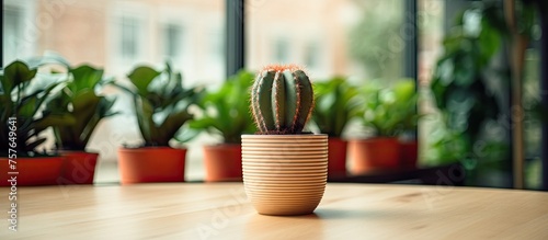 A houseplant in a flowerpot is positioned on a wooden table by the window, showcasing a small cactus in a terrestrial plant setting