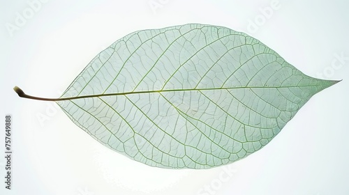 Close up detailed green leaf skeleton texture background for nature and botanical concepts
