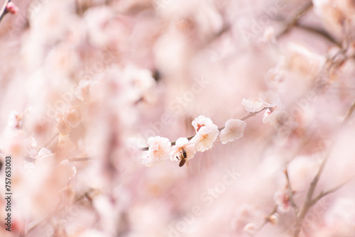 plum blossoms in spring