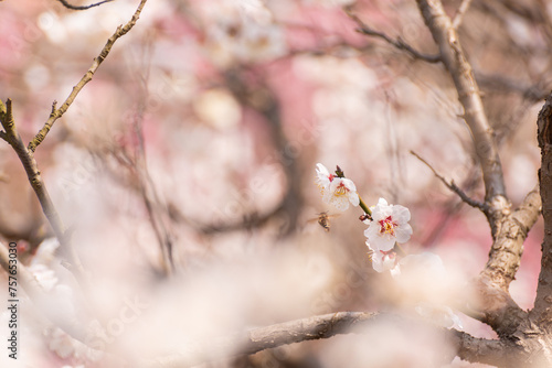 plum blossoms in spring