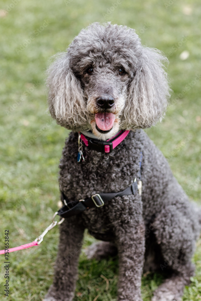 Older grey large poodle with a harness on, sitting outside on grass in the summer