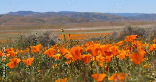 Field of Golden poppy flowers in Antelope Valley, California photo