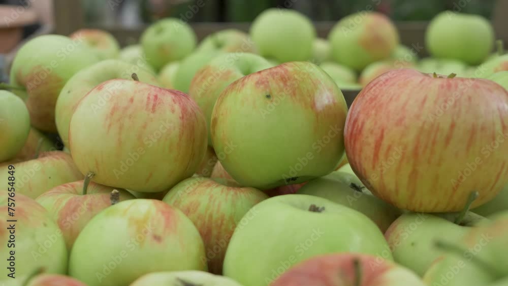 The fruit orchard contains a juicy apple. It is time to harvest the fruit from the backyard harvest. Wood crates are overflowing with apples of different hues, including yellow, red, and green. The fruit orchard contains a juicy apple. It is time to harvest the fruit from the backyard harvest. Wood crates are overflowing with apples of different hues, including yellow, red, and green.