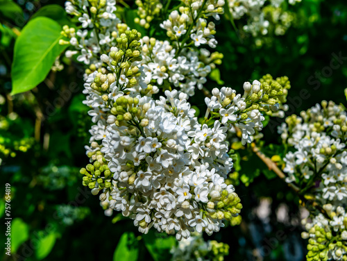 A branch of white lilac during flowering the summer