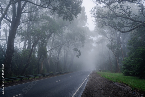 Foggy road in the forest
