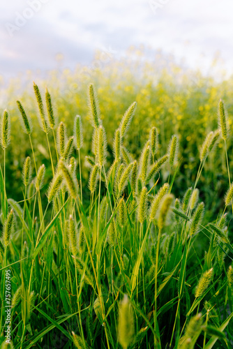 wheat up close