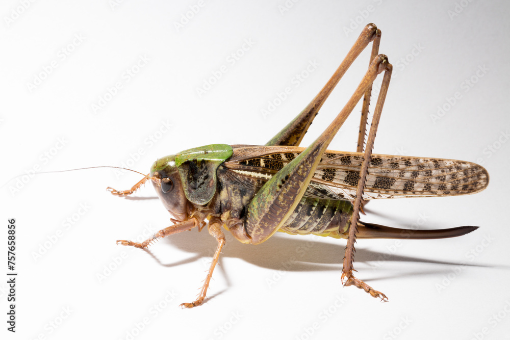 Wart-biter (Decticus verrucivorus) is a bush-cricket in the family Tettigoniidae. Grasshopper close-up. A female insect on a white background. Wart-biter (Decticus verrucivorus) is a bush-cricket in the family Tettigoniidae. Grasshopper close-up. A female insect on a white background.
