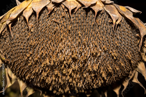 Fotografie Helianthus, sunflower close-up