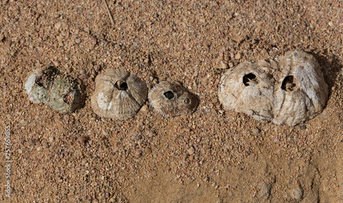 Tetraclita squamosa - Thatched barnacle. Balanus (Balanomorpha) is a genus of barnacles in the family Balanidae of the subphylum Crustacea.