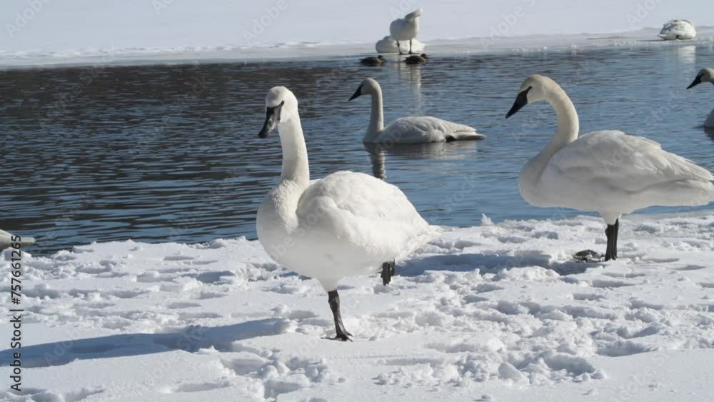 Trumpeter Swan preening while standing on one leg in the winter. Trumpeter Swan preening while standing on one leg in the winter.