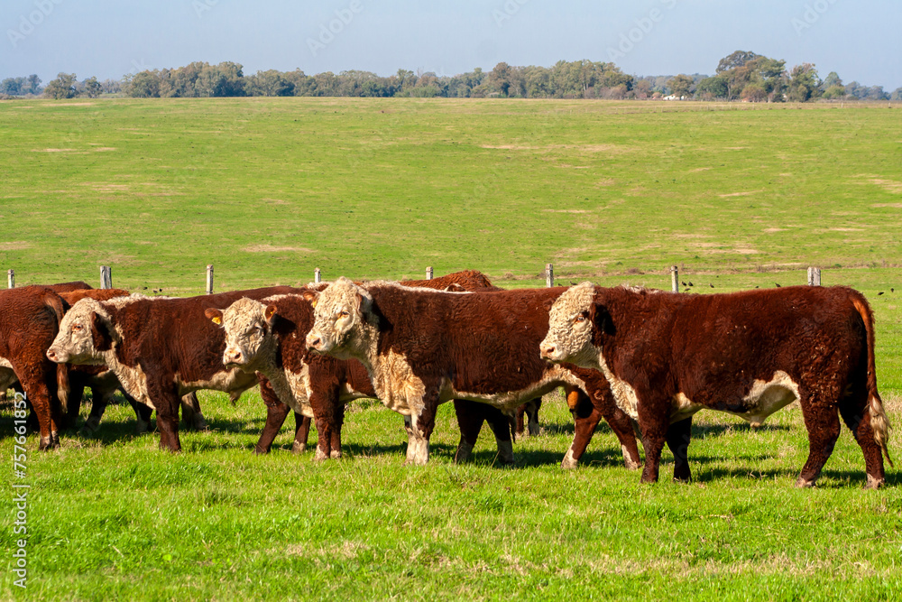 Herd of Hereford cattle on the pasture in brazilian ranch.