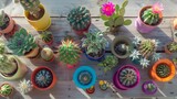 Colorful Blooming Cacti Collection in Outdoor Setting.
