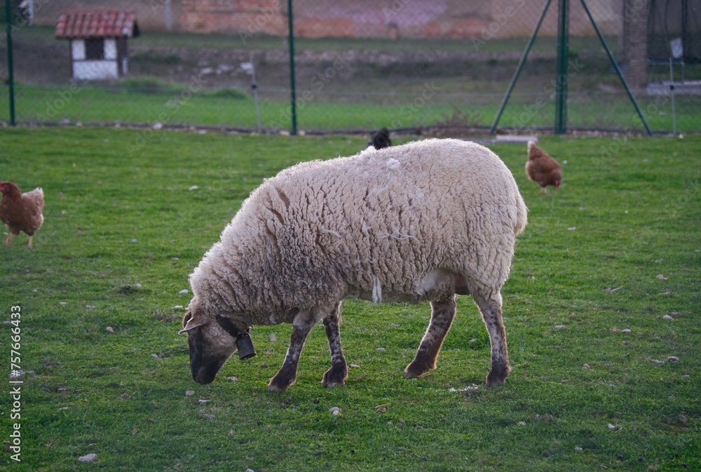 White sheep grazing in the meadow next to chickens White sheep grazing in the meadow next to chickens