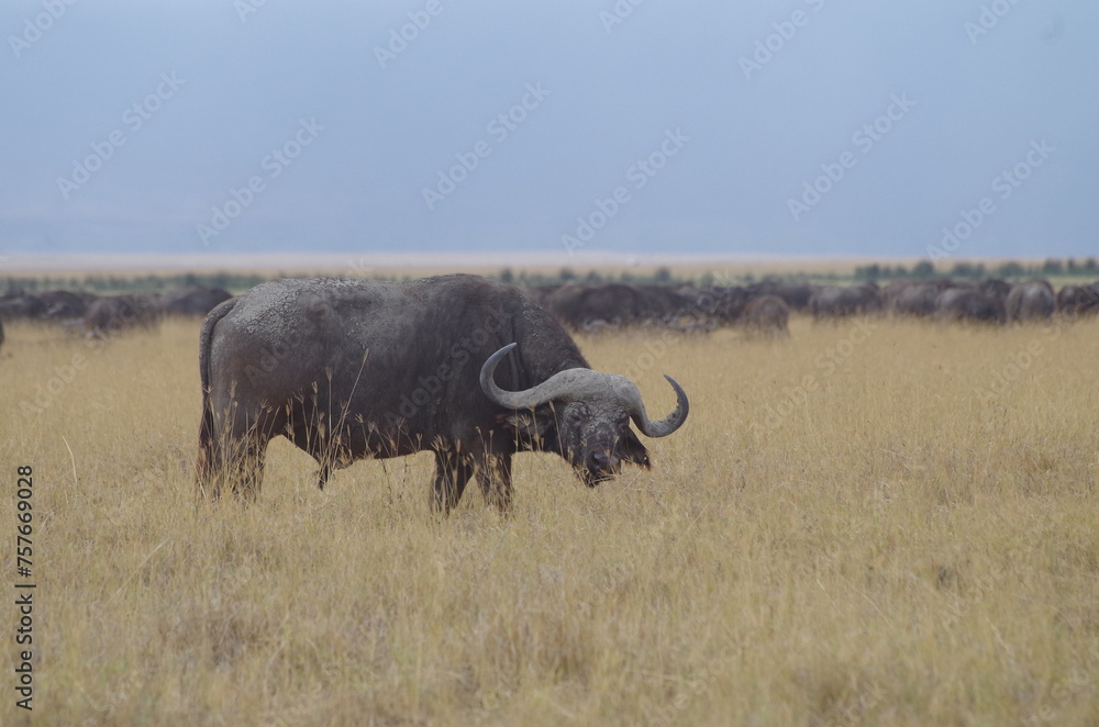 African Buffalo Standing in the Grassland at the End of the Dry Season, Tanzania African Buffalo Standing in the Grassland at the End of the Dry Season, Tanzania