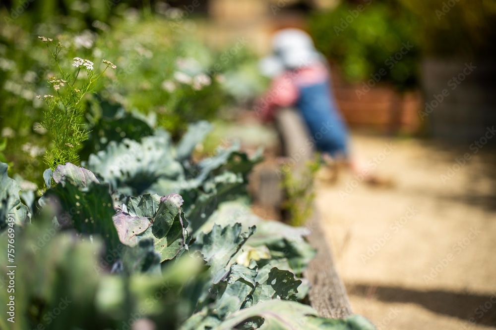 kids in garden, family in a vegetable patch. toddler picking food. summer time in the veggie garden with mother and child in australia kids in garden, family in a vegetable patch. toddler picking food. summer time in the veggie garden with mother and child in australia