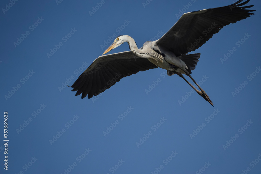 Fototapeta premium A close-up image of a flying grey heron with blue sky background
