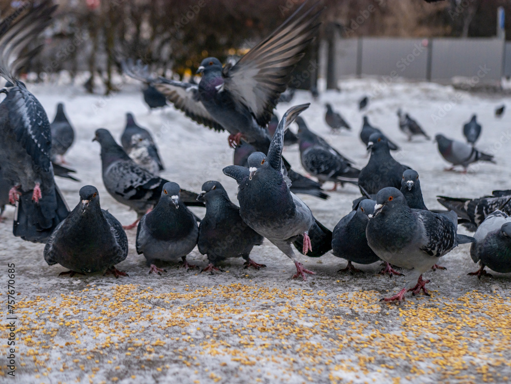 Pigeons eat scattered seeds. Feeding a flock of pigeons. City birds. Selective soft focus. color nature