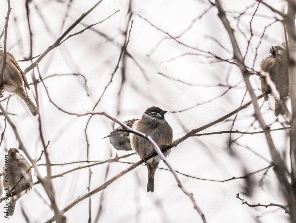 Small sparrow sits on the drying tree branch without leaves during fall season and looking for some food. Fall and first snow with animals. Bird living in city park. Urban birds. soft focus Small sparrow sits on the drying tree branch without leaves during fall season and looking for some food. Fall and first snow with animals. Bird living in city park. Urban birds. soft focus