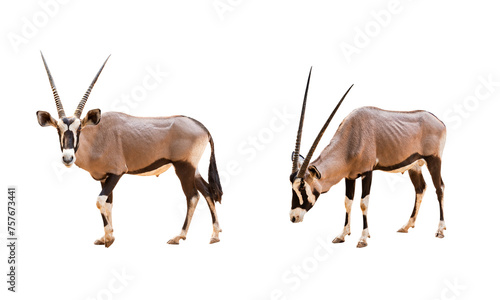 Collection, Wild Arabian Oryx leucoryx,Oryx gazella or gemsbok isolated on white background. large antelope in nature habitat, Wild animals in the savannah. Animal with big straight antler horn. © Puttachat