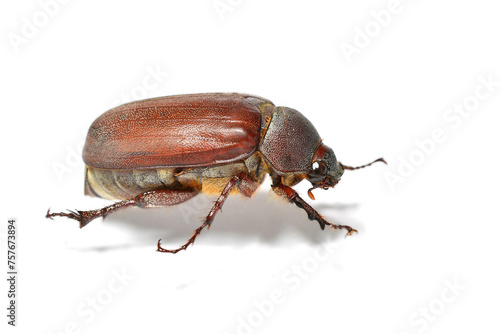 Beetle isolated on white background. © thawats