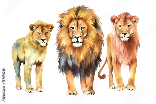white background iluustration lion Watercolor isolated animals