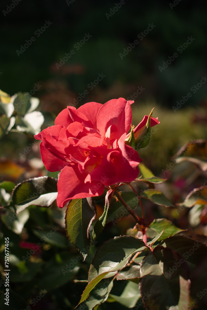 Beautiful red rose with green leaves in the garden on a sunny day. Beautiful red rose with green leaves in the garden on a sunny day.