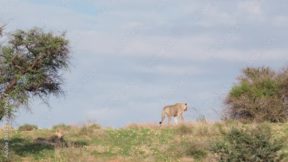 Back View Of Lioness Walking On Grassland On Sunny Day In South Africa. wide, slow motion shot Back View Of Lioness Walking On Grassland On Sunny Day In South Africa. wide, slow motion shot
