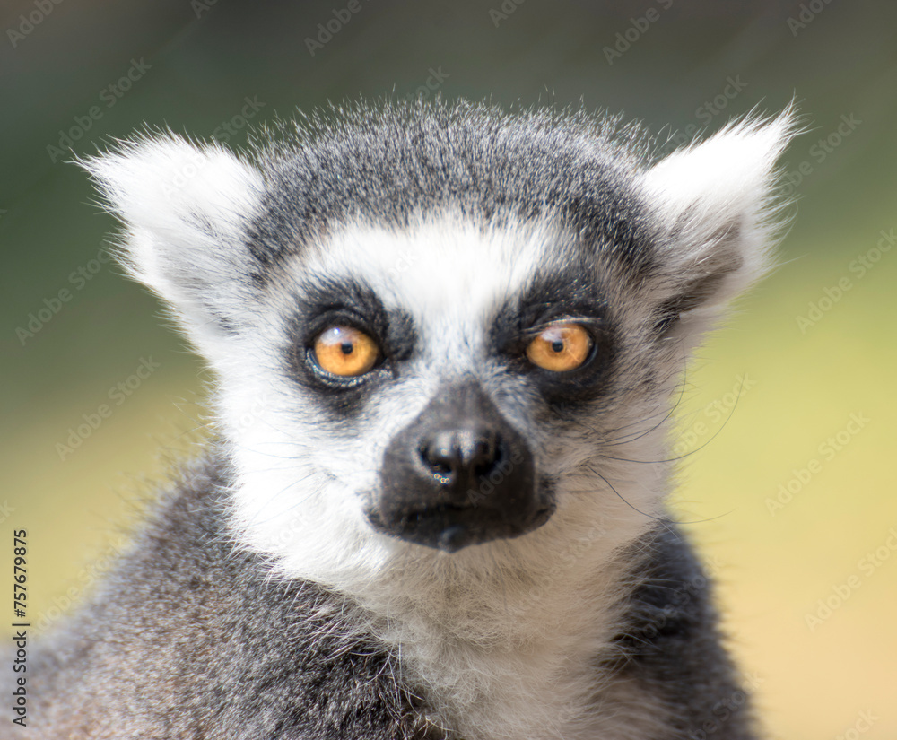 Obraz premium ring lemur