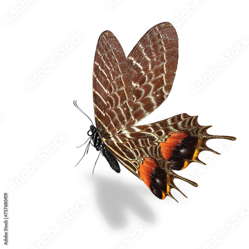 Bhutan Glory Butterfly (Bhutanitis lidderdalii) isolated on white background