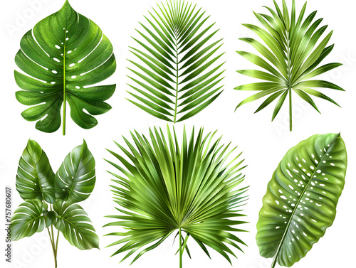 A collection of tropical leaves displayed on a white background, showcasing the beauty of plant life. These green botanical specimens are a stunning example of terrestrial organisms in nature