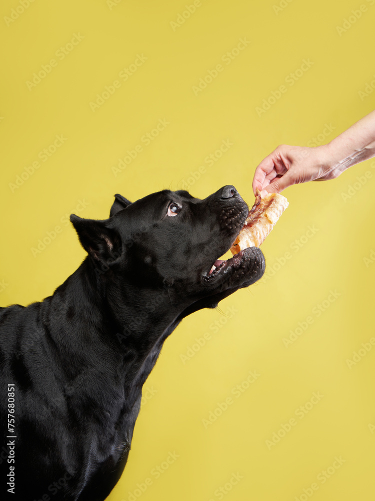 Attentive black Cane Corso with a treats, studio capture against yellow. The image shows the dog