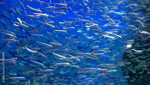School of Sardines, Japanese pilchard fish swimming all together underwater. Closeup. 4K photo