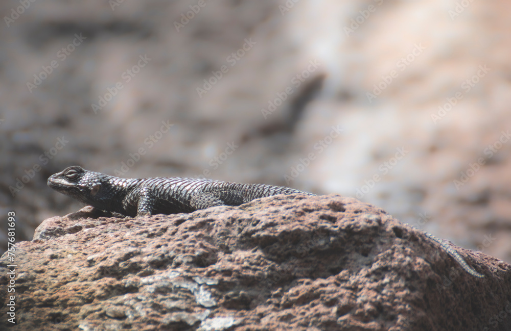 lizard on the rocks lizard on the rocks