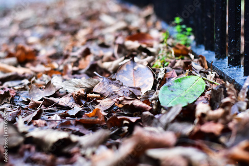 Fallen Leaves