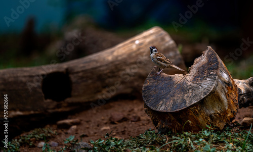bird on wood