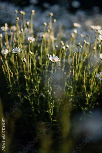 White daisies on a meadow in the rays of the setting sun. Ontario  Canada.