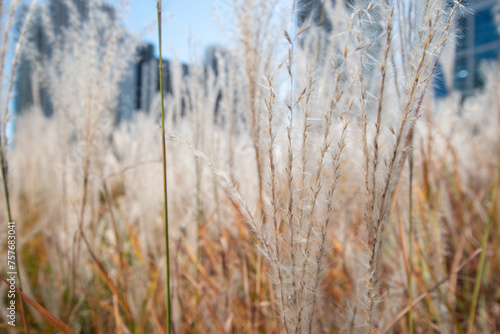 grass in the wind