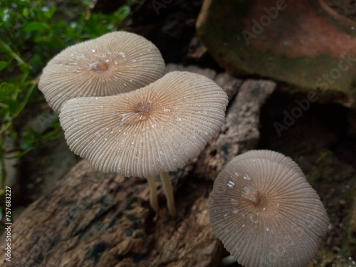 Beautiful closeup of forest mushrooms. Gathering mushrooms. Mushrooms photo, forest photo, forest background