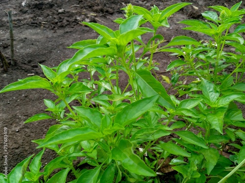 Obraz na płótnie Sweet Basil green plants with flowers growing w salonie