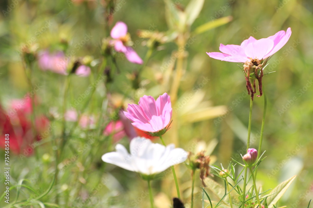 Obraz premium pink flowers