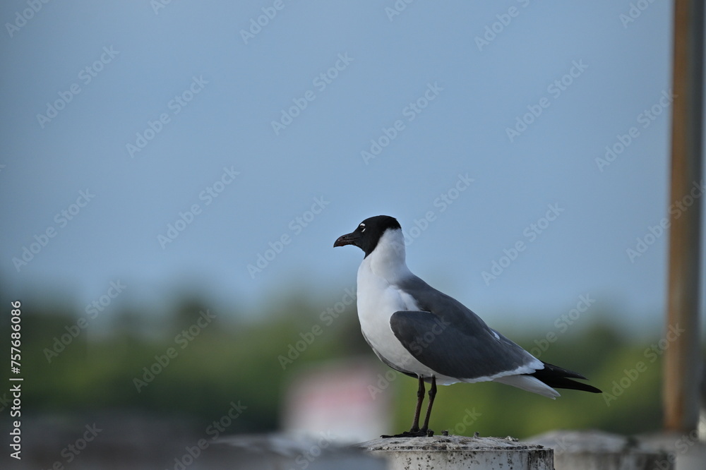 a laughing gull standing alone watching something