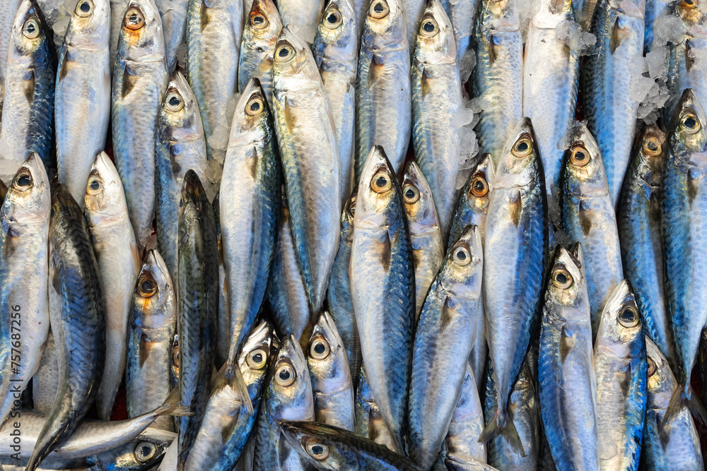 Frozen Symmetrical Fish at Eminonu Fish Market Photo, Eminonu Fatih, Istanbul Turkiye (Turkey) Frozen Symmetrical Fish at Eminonu Fish Market Photo, Eminonu Fatih, Istanbul Turkiye (Turkey)